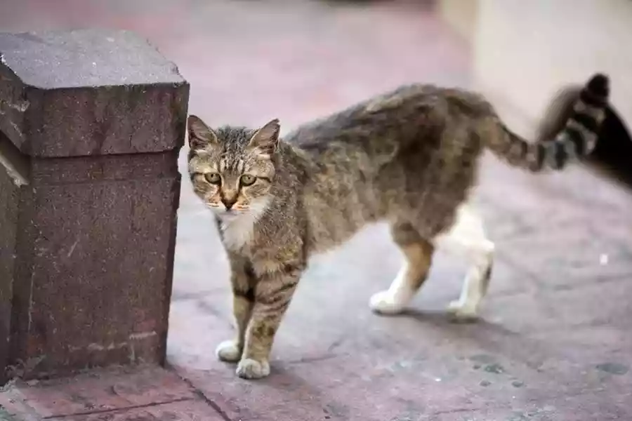 Что делать если кот уличный. Бездомный кот. Уличный котенок. Бродячие кошки. Дворовые кошки.